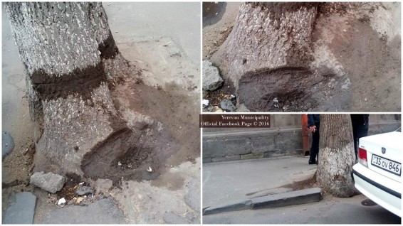 Քաղաքացիների կողմից վնասված հացենի տեսակի ծառի վերաբերյալ իրականացվել է ծառի խնամքի աշխատանքներ