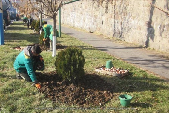 Մայրաքաղաքի վարչական շրջաններում ավարտվել է վարդակակաչների սոխուկների տունկը