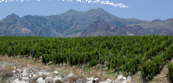 Հայկական գինու արտադրությունը խթանելու համար ուսանողները սկսել են նորարարական ծրագիր