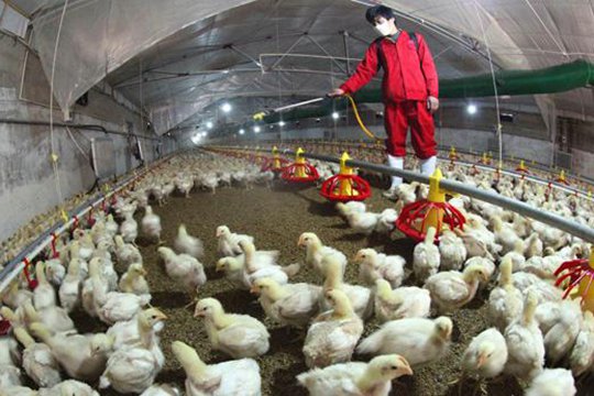 Ճապոնիայում թռչնագրիպի պատճառով ոչնչացվել է ավելի քան կես միլիոն թռչուն