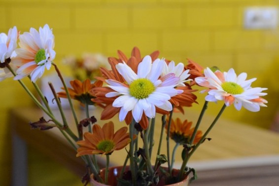 Օրվա խորհուրդ