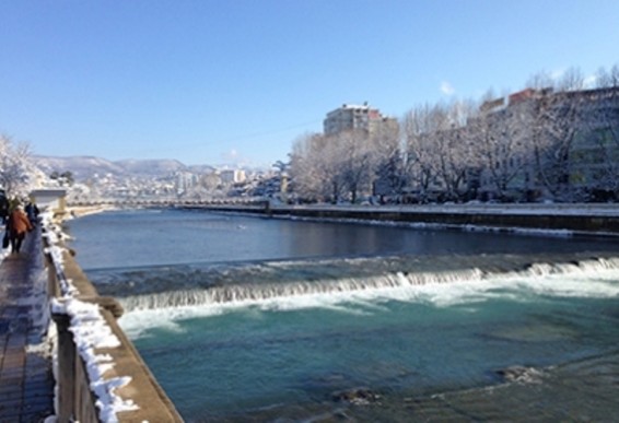 Սոչիի բնակիչներին խնդրել են օգնել՝ փրկել արմավենիները