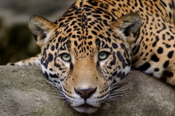 Կրասնոյարսկում կրկեսային ներկայացման ժամանակ ընձառյուծը հարձակվել է կնոջ վրա