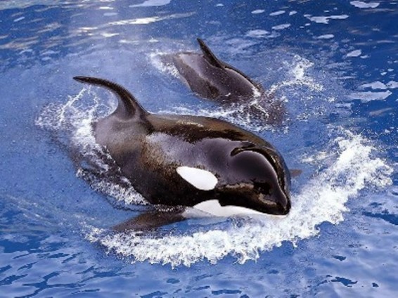 Դելֆինները սատկում են մարդկանց հետ շփումից. գիտնականներ