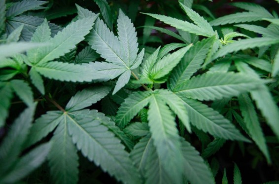 Վրաստանում վերացրել են փոքր չափաբաժնով մարիխուանա օգտագործելու համար ազատազրկում նախատեսող պատիժը