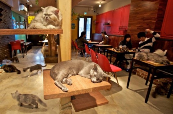 Սանկտ Պետերբուրգում բացվել է Եվրոպայի ամենախոշոր սրճարանը կատուների համար