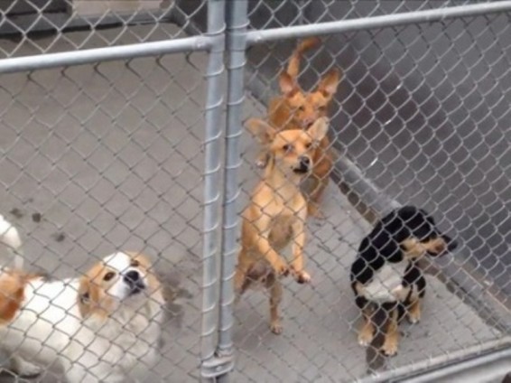 Ամերիկուհին 1.2 մլն դոլար է կտակել իր կենդանիներին