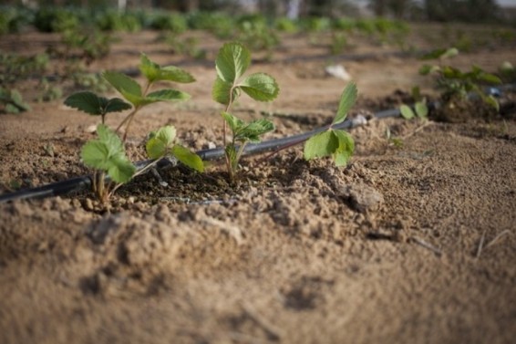 ԱՄԷ-ի նախագահն առաջարկել է անձրևի համար համընդհանուր աղոթք անել