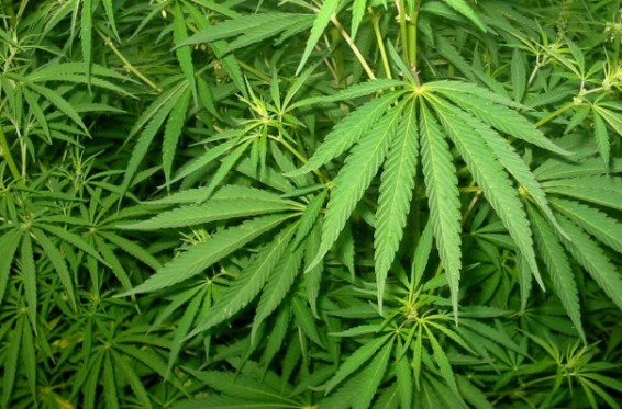 Վրացական կուսակցության գրասենյակում խուզարկություն է սկսվել կանեփի ամանորյա ցանքսից հետո