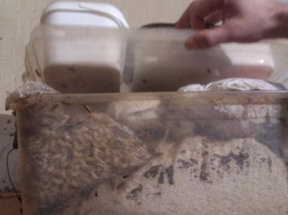 Միջատներ, կեղտաջրեր, բորբոս. դիտորդների խումբը «Նուբարաշեն» ՔԿՀ-ի պայմանների մասին հաղորդագրություն է տարածել