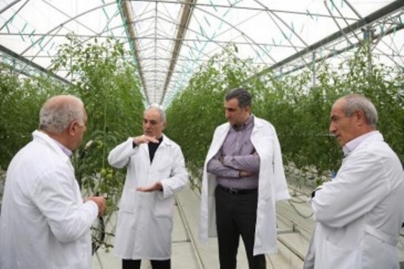 Գազի սակագնի նվազեցումը դրական ազդեցություն կունենա ջերմատնային բիզնեսի վրա