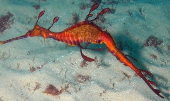 Ученые впервые сняли на видео редкого морского дракона