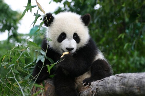 Չինաստանում Բասի անունով աշխարհի ամենատարեց պանդան դարձավ 37 տարեկան