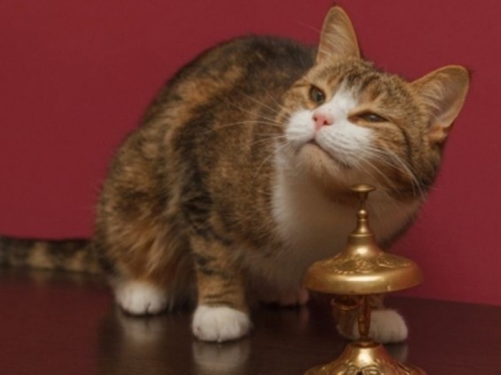 Սանկտ Պետերբուրգում գտել են մի կատվի, որը կարողանում է հաշվել