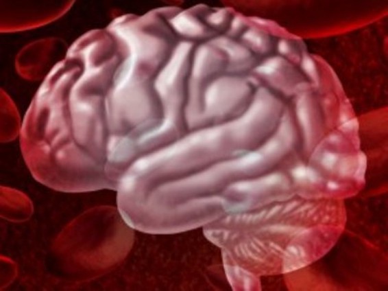 Ամերիկյան գիտնականներն արհեստական փոքր ուղեղ են ստեղծել