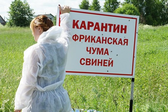 Россельхознадзор добрался до белорусской свинины