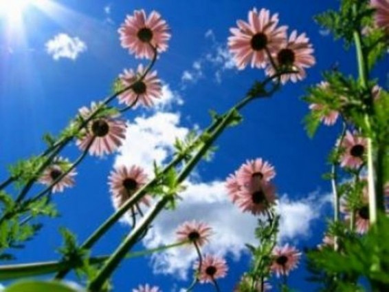 Սպասվում է առանց տեղումների եղանակ