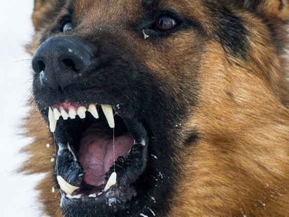 Դաղստանում շները պատառոտել են իննամյա աղջնակին