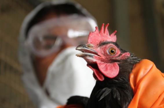 Չինաստանում տարեսկզբից առնվազն 270 մարդ է վարակվել թռչնագրիպով