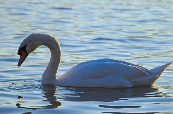 Լիտվայում կարապները սատկել են թռչնագրիպի վտանգավոր վիրուսի պատճառով