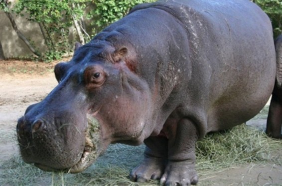 Սալվադորի կենդանաբանական այգում անհայտ անձինք քարերով և ձողերով սպանել են երկրի միակ գետաձիուն