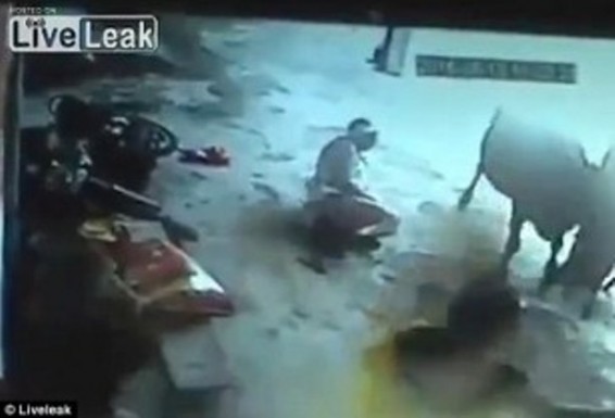 Video. Հնդկաստանում կովը աղջկան փրկել է դանակահարվելուց