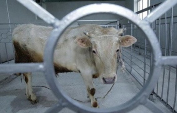 ՀՀ ԳՆ սննդամթերքի անվտանգության պետական ծառայությունում ներկայացվեց սպանդանոցային մորթի անցման ժամանակացույցը