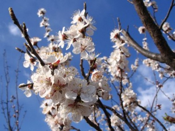 Եղանակը Հայաստանում