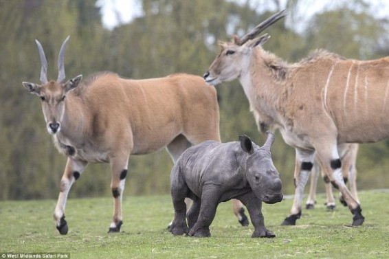 Photo. Ռնգեղջյուրի ձագը մտերմացել է սաֆարիի այլ կենդանիների հետ