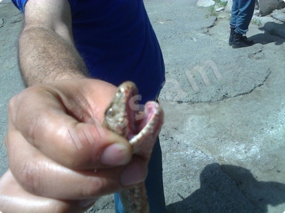 Հայտնաբերվել է օձ