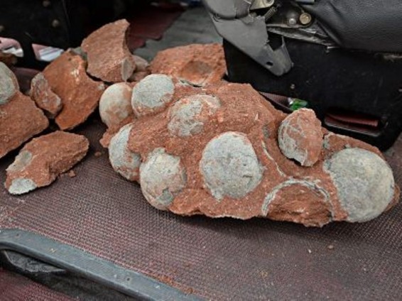 Չինաստանում դինոզավրերի քարացած ձվեր են հայտնաբերել