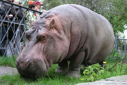 Ուկրաինայում սատկել է աշխարհի ամենածեր գետաձին