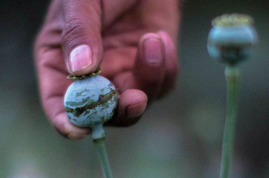 ԱՄՆ-ը ցանկանում է օգնել Մեքսիկային պայքարել կակաչ տնկելու դեմ