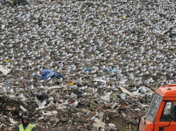 Գիտնականները հայտնաբերել են պոլիէթիլենային փաթեթներ ուտող թրթուրներ