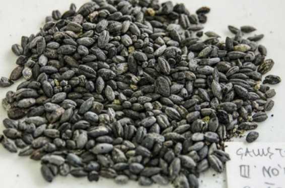 Վանում 2.800 տարվա ցորենի սերմեր են հայտնաբերվել