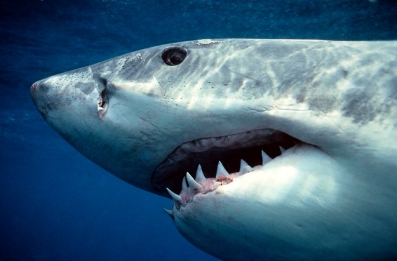 Կալիֆորնիայի ափին շնաձուկը հարձակվել է կնոջ վրա