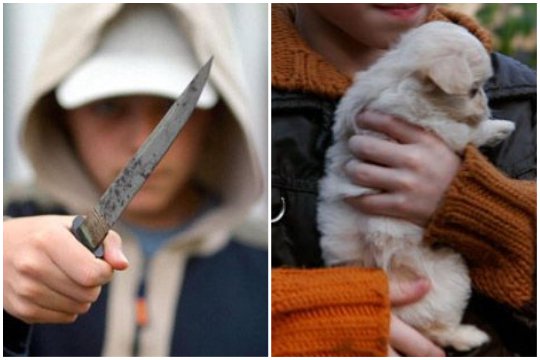 Շենգավիթում անչափահաս տղան դանակահարել է եղբորը «շան թուլա» պահելու պատճառով