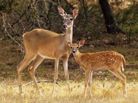 Թափառող շները հոշոտել են Կենդանաբանական այգու եղնիկներին