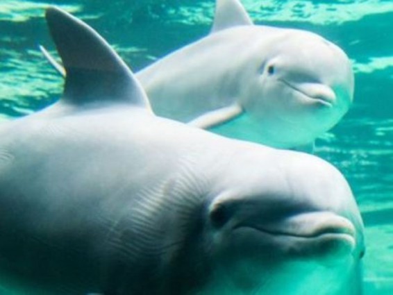 Ֆրանսիան սահմանափակել է դելֆիններին անազատության մեջ պահելը