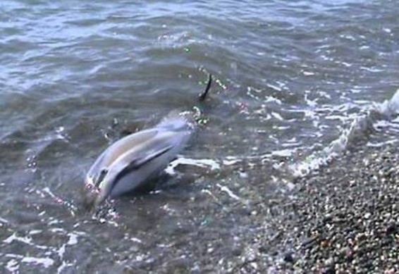 Վրաստանում 27 դելֆին ափ է նետվել