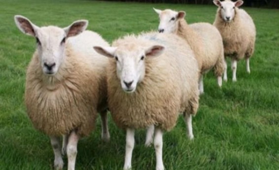 Գողացել էր 38 գառ, 13 ոչխար և 1 այծ