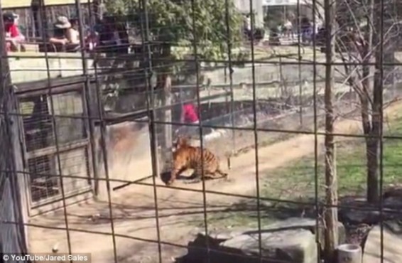 Photo/Video. Կանադայում կինը վտանգել է կյանքը՝ վագրի մոտ ընկած գլխարկը հետ բերելու համար