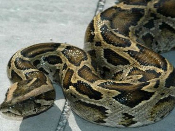 Մոսկվայում սատկել է աղբարկղերի մոտ գտնված պիթոնը