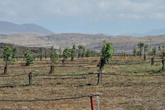Գյուղնախարարությունը խորհուրդ է տալիս բուժումներ կատարել այգիներում