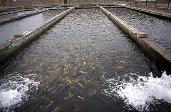 ՍԱՊԾ պետն այցելել է ձկնաբուծարաններ