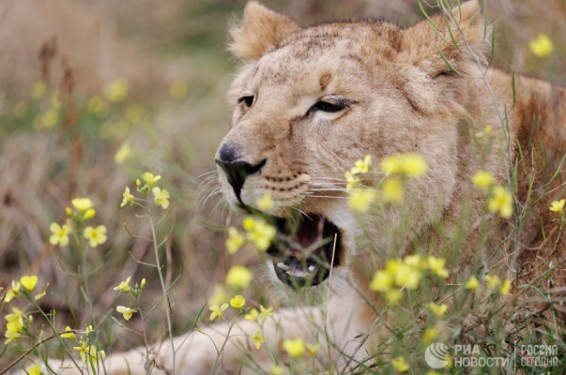 Ռուսաստանում դատարանը դեռահասի վրա հարձակված առյուծին հայ սեփականատիրոջից վերցնելու որոշում է կայացրել
