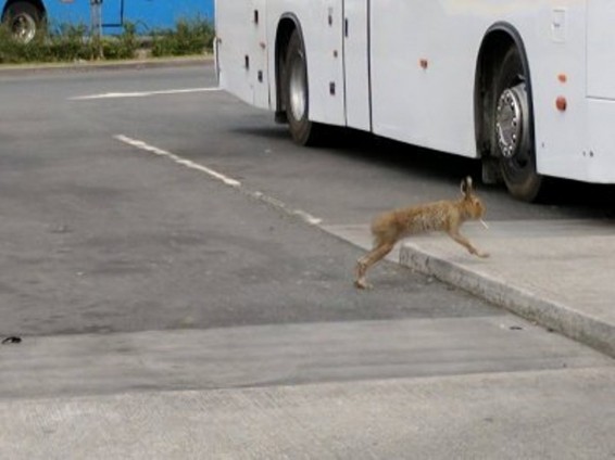 Դուբլինում լուսանկարել են «ծխախոտով» նապաստակին