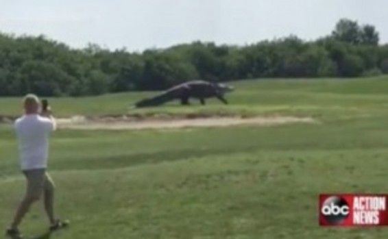 Video. ԱՄՆ-ում 4.5 մետրանոց ալիգատորը դուրս է եկել գոլֆի դաշտ և խուճապ առաջացրել