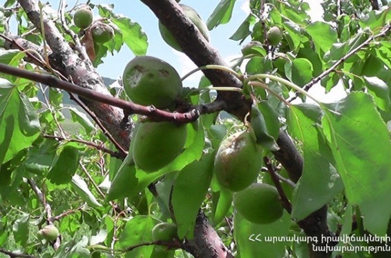 Կարկտահարության հետևանքով Սյունիքում վնասվել են բանջարաբոստանային կուլտուրաների ցանքատարածքներն ու ծառերի բերքը