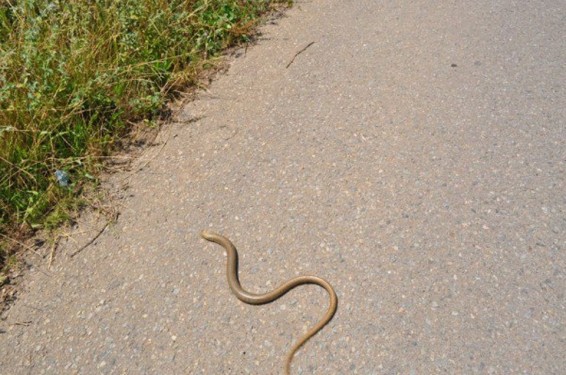 Տան բակում օձ է նկատվել